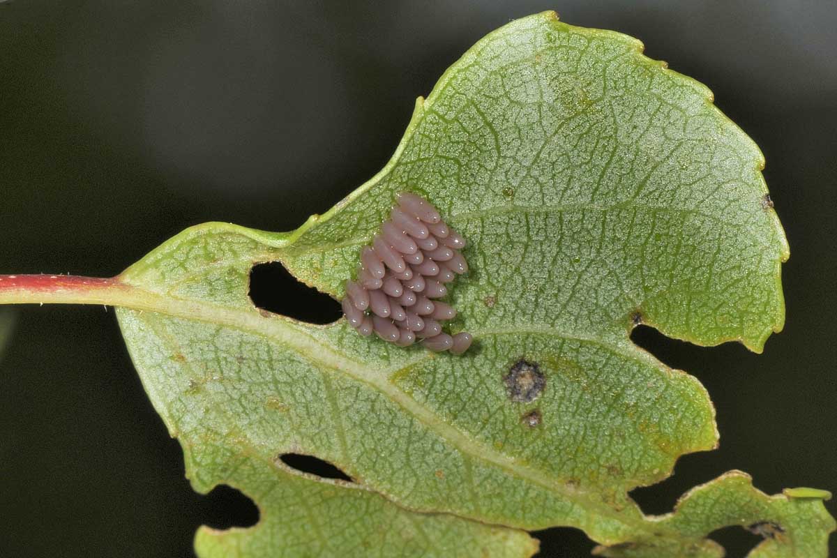 Chrysomela populi ? Si.